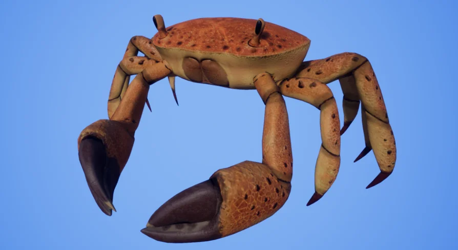 Crab - Animated Creature