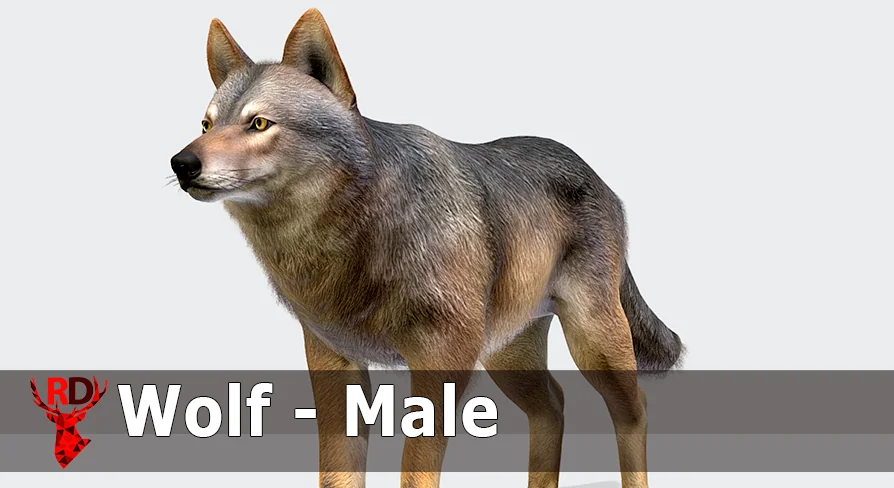 Wolf - Male