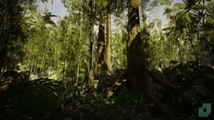 Low Poly Rainforest Pack