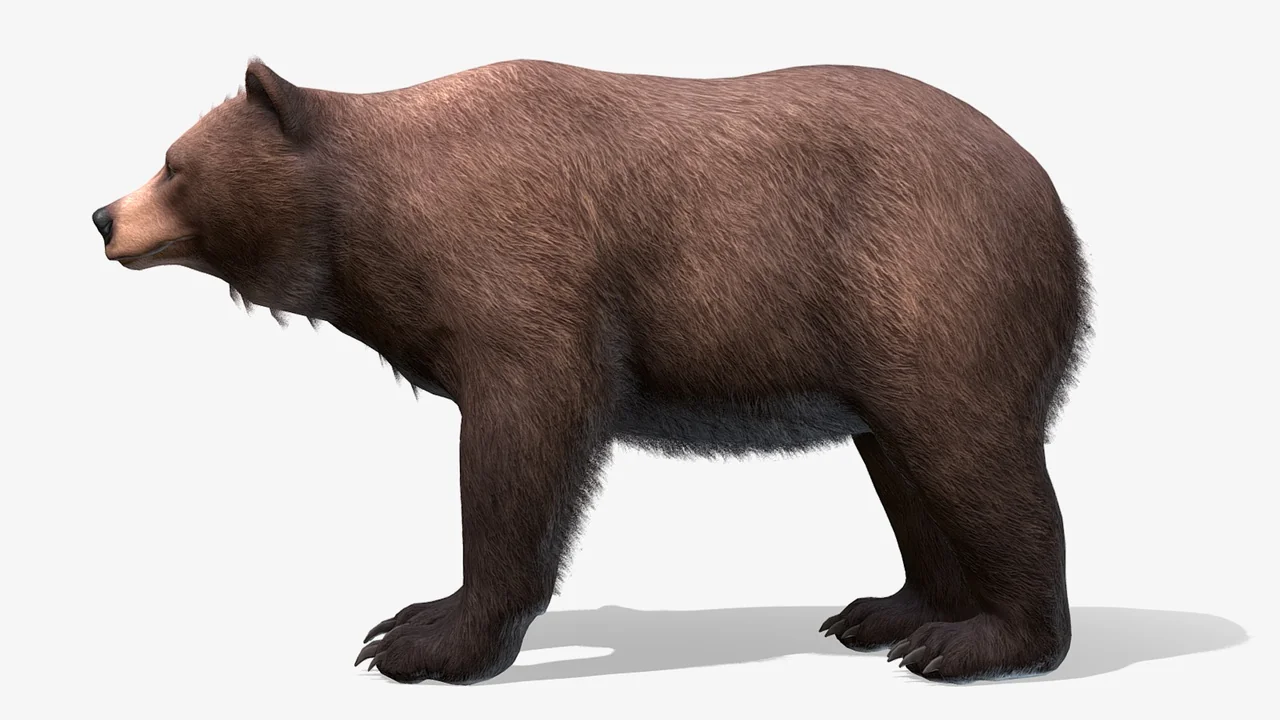 Bear – Female asset