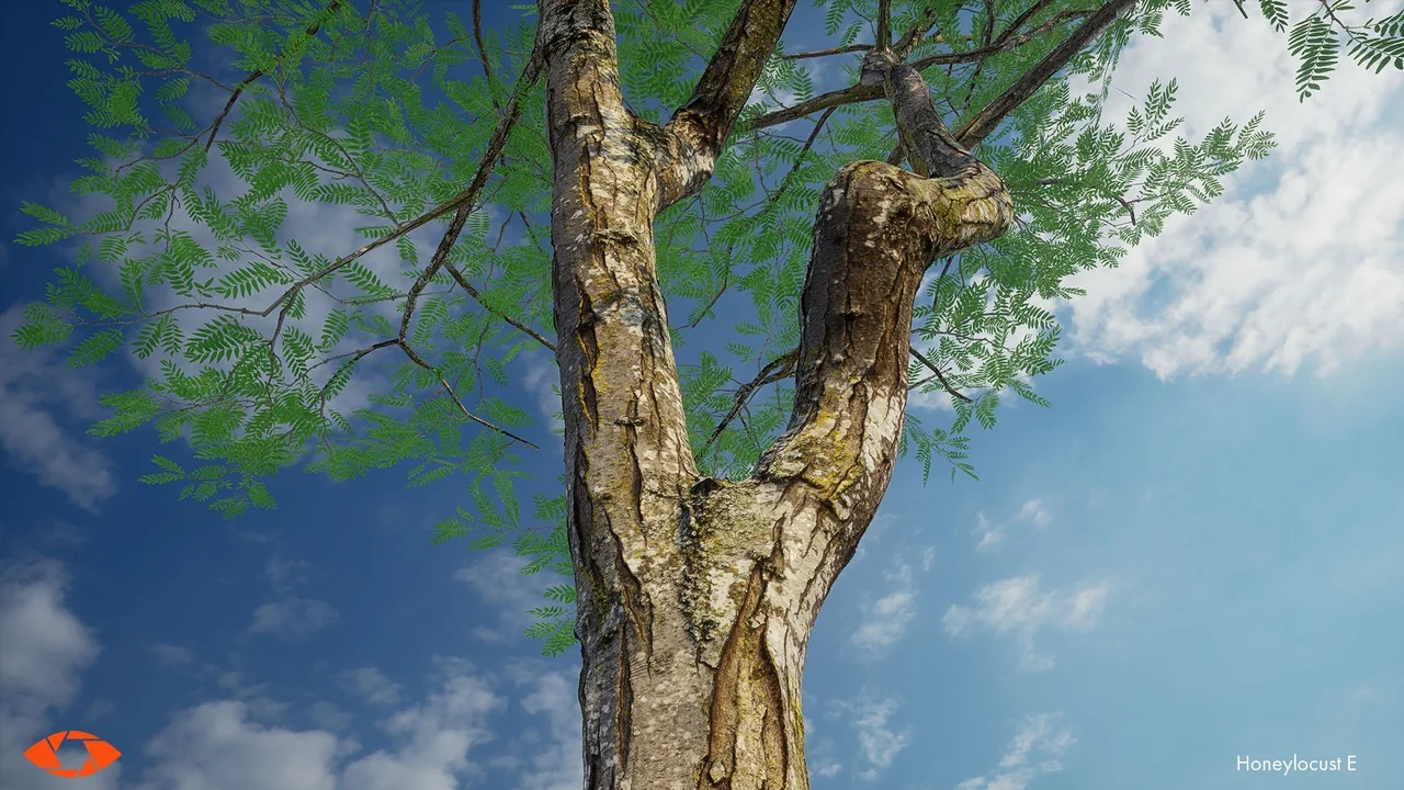 Scanlabz Trees _ Honeylocust Tree asset
