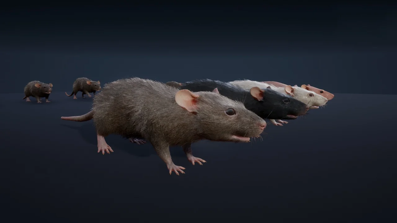 Mouse asset