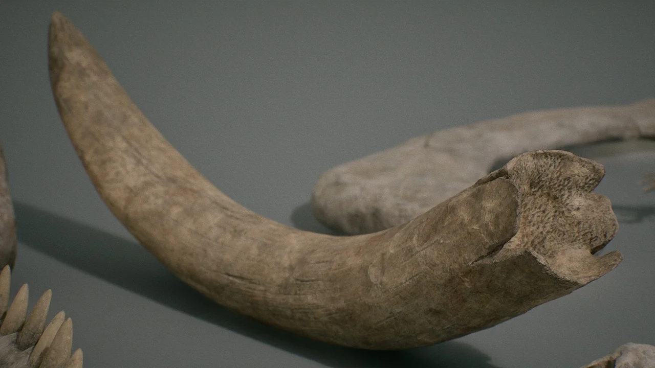 Bones VOL.1 – Animal Bones 1 (Nanite + Low Poly) asset