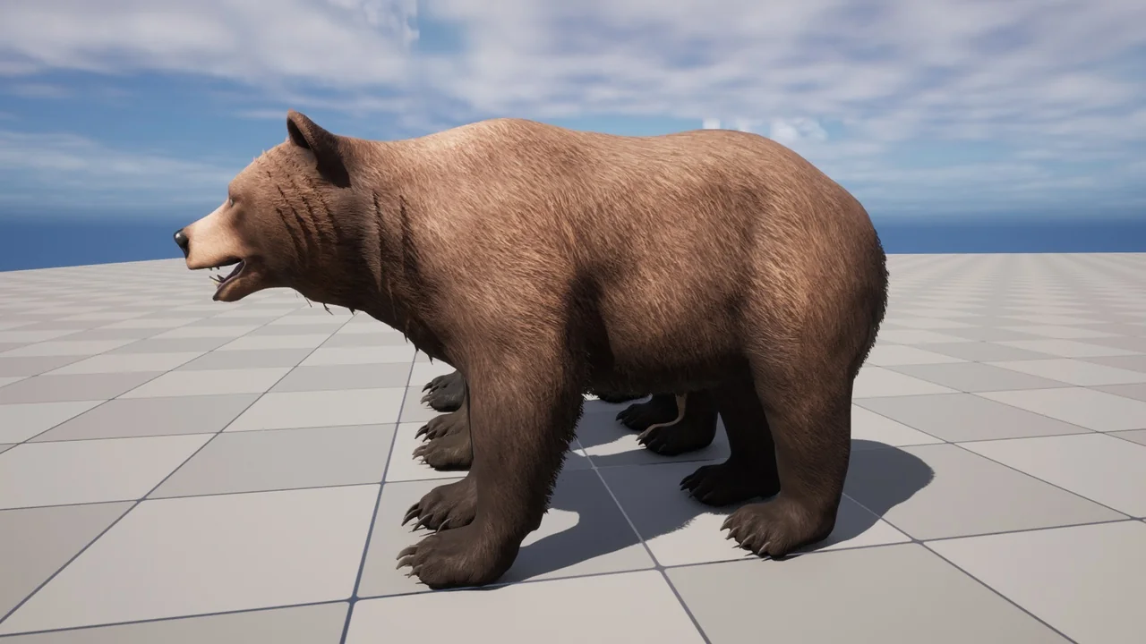 Bear – Female asset