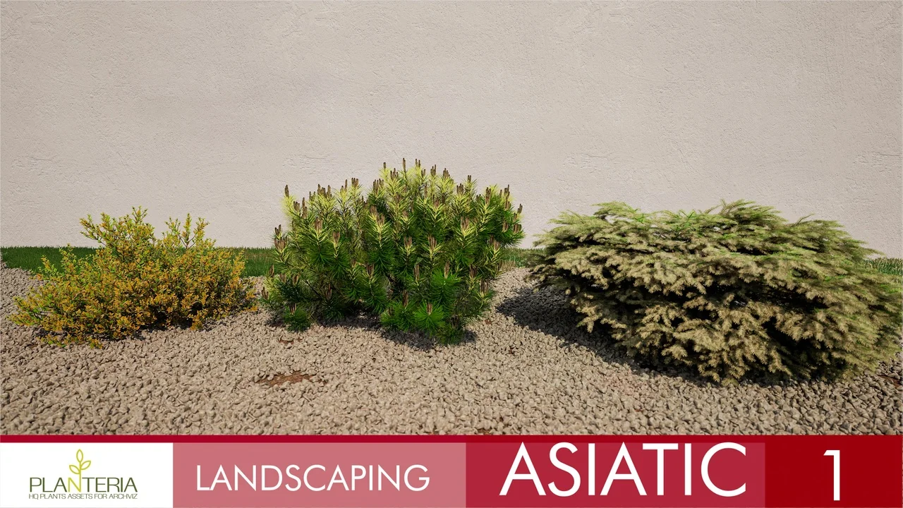 Landscaping Asiatic 1 asset