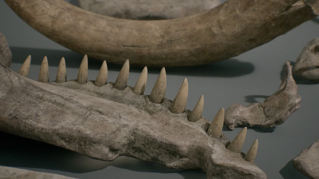 Bones VOL.1 – Animal Bones 1 (Nanite + Low Poly) asset