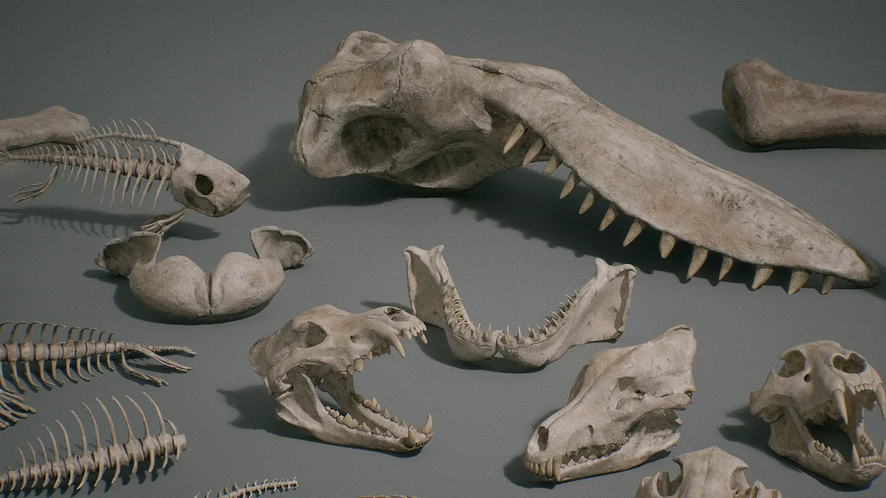 Bones VOL.1 – Animal Bones 1 (Nanite + Low Poly) asset