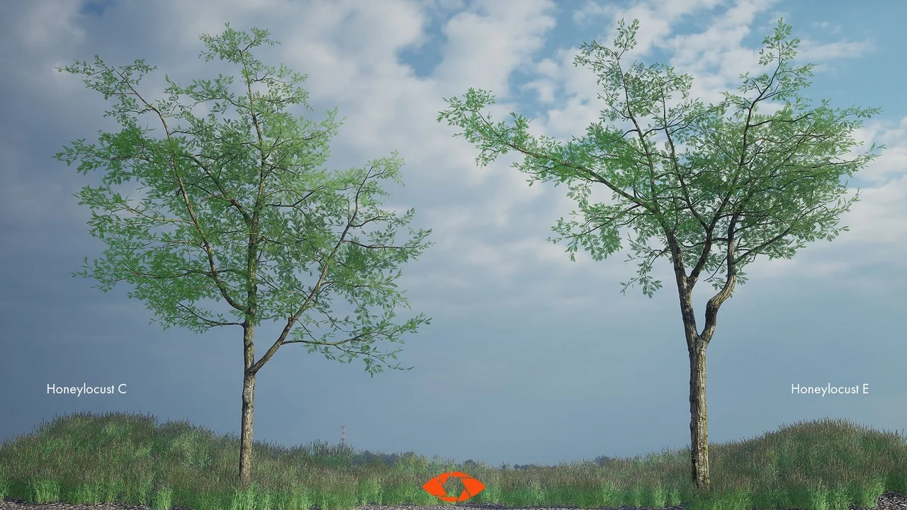 Scanlabz Trees _ Honeylocust Tree asset
