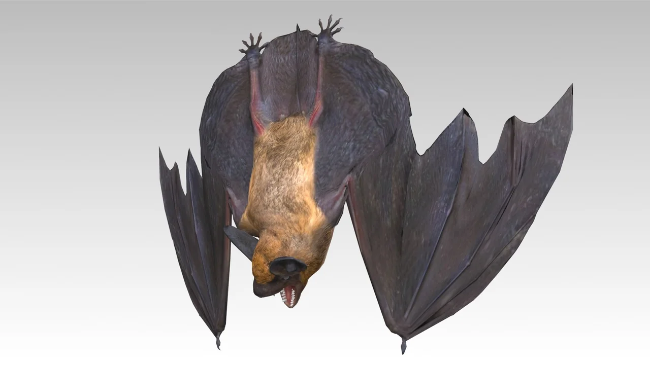 Common Pipistrelle Bat asset