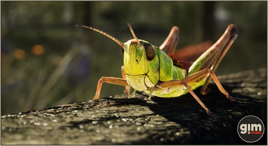 Animalia - Meadow Grasshopper