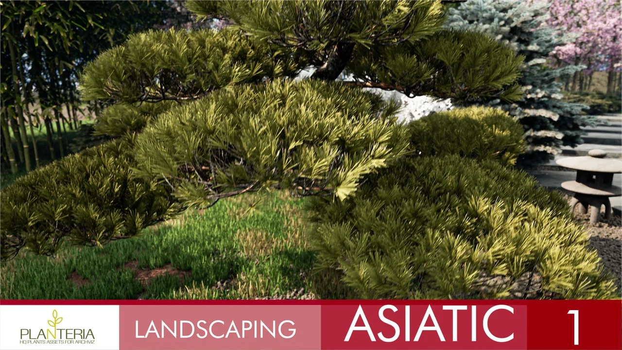 Landscaping Asiatic 1 asset