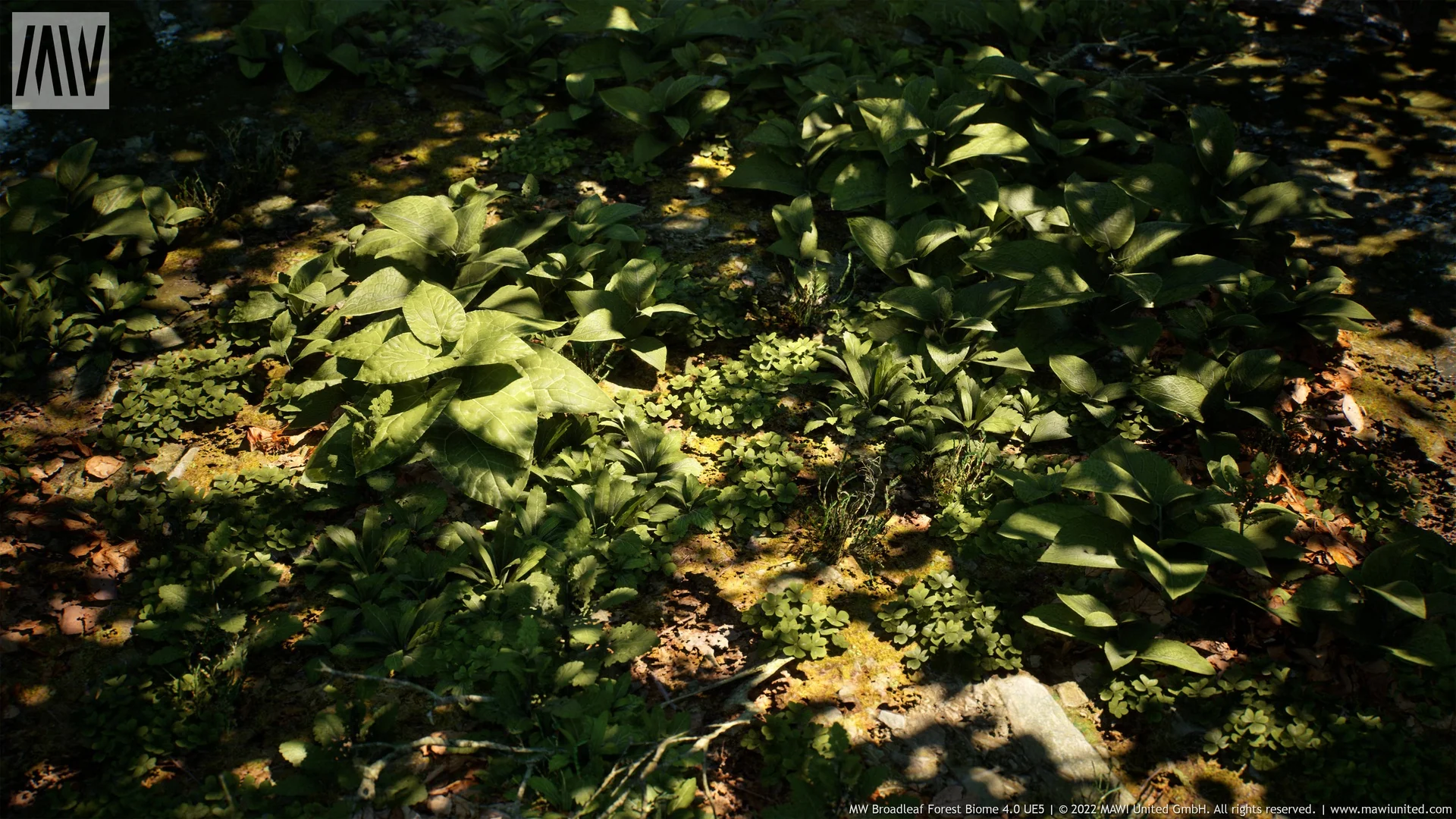 MW Broadleaf Forest Trees Biome asset