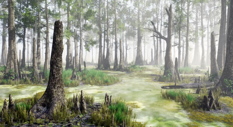 Bald Cypress Swamp