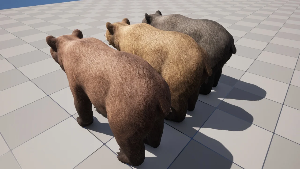 Bear – Female asset