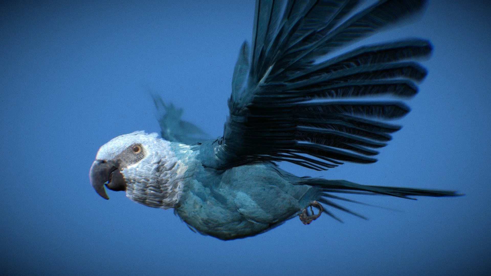 Spix's Macaw - Ararinha Azul