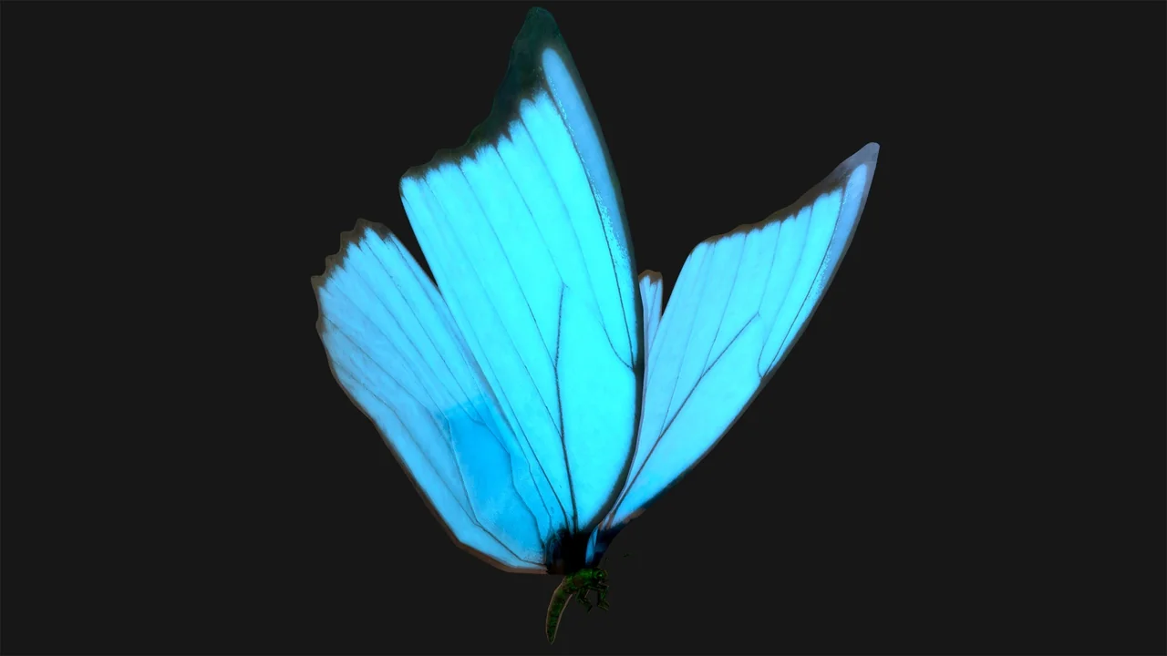 Butterflies Collection (BP, Niagara + AI) asset