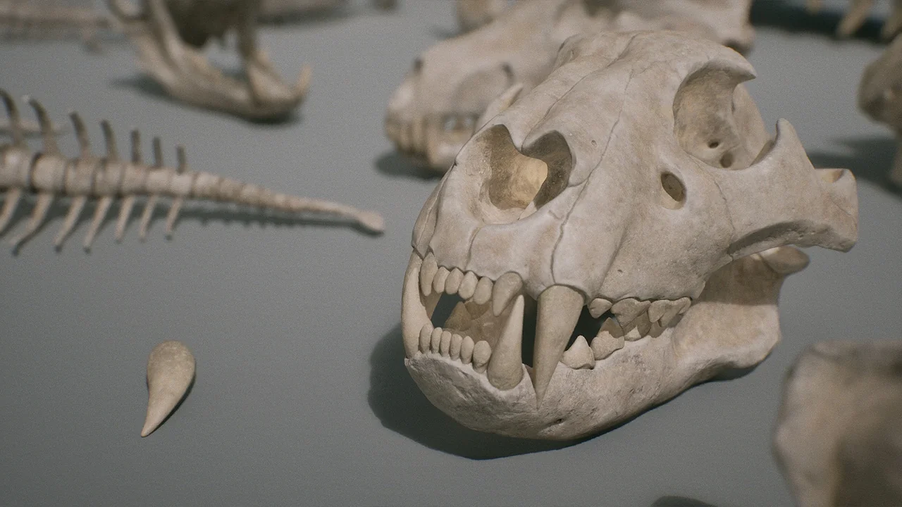 Bones VOL.1 – Animal Bones 1 (Nanite + Low Poly) asset