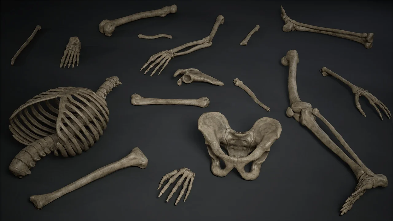 Skeleton Bones asset