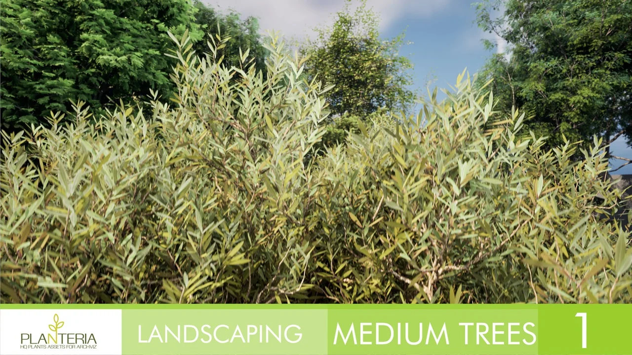 Landscaping Medium Trees Vol. 1 asset