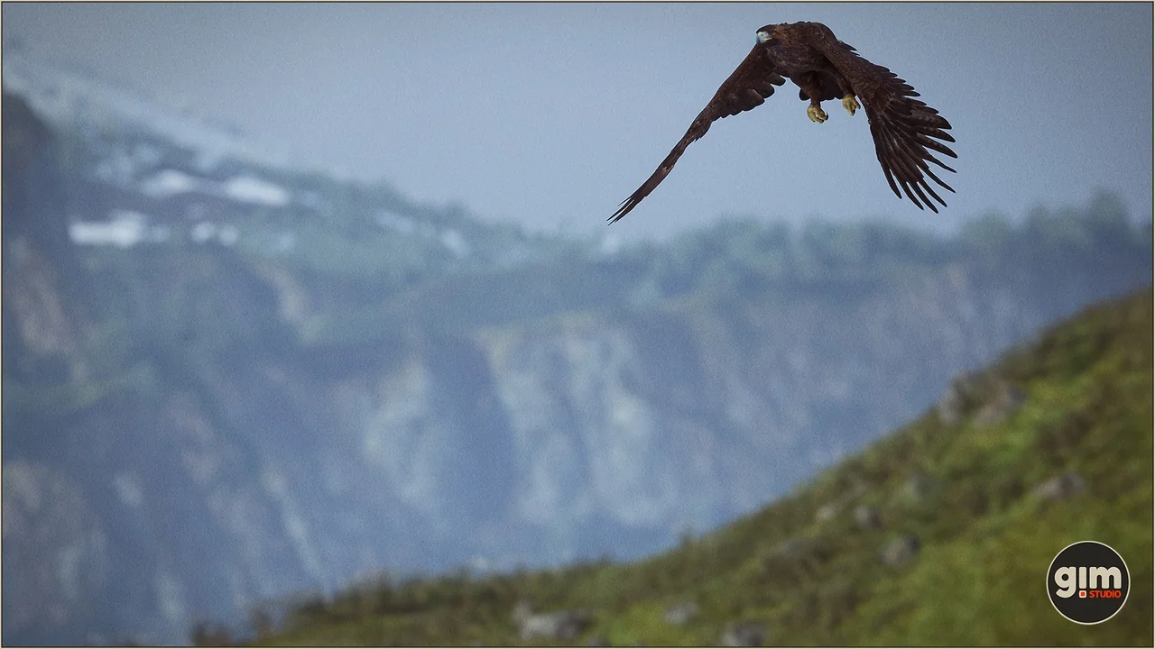 Animalia – Bald and Golden Eagle asset