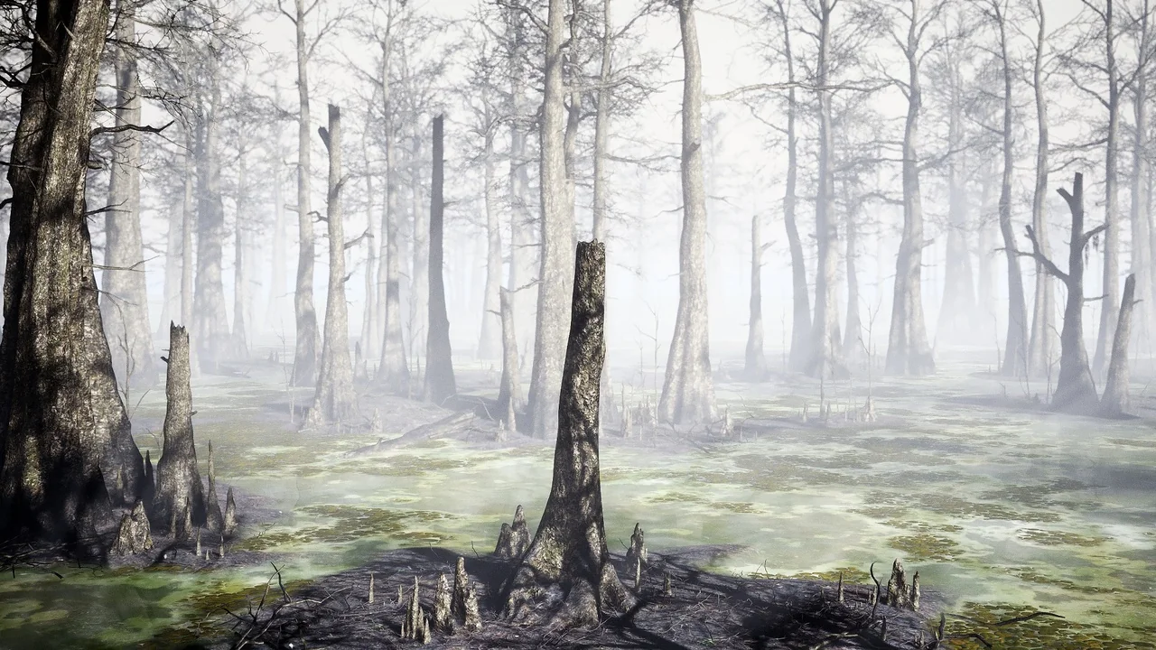 Bald Cypress Swamp asset