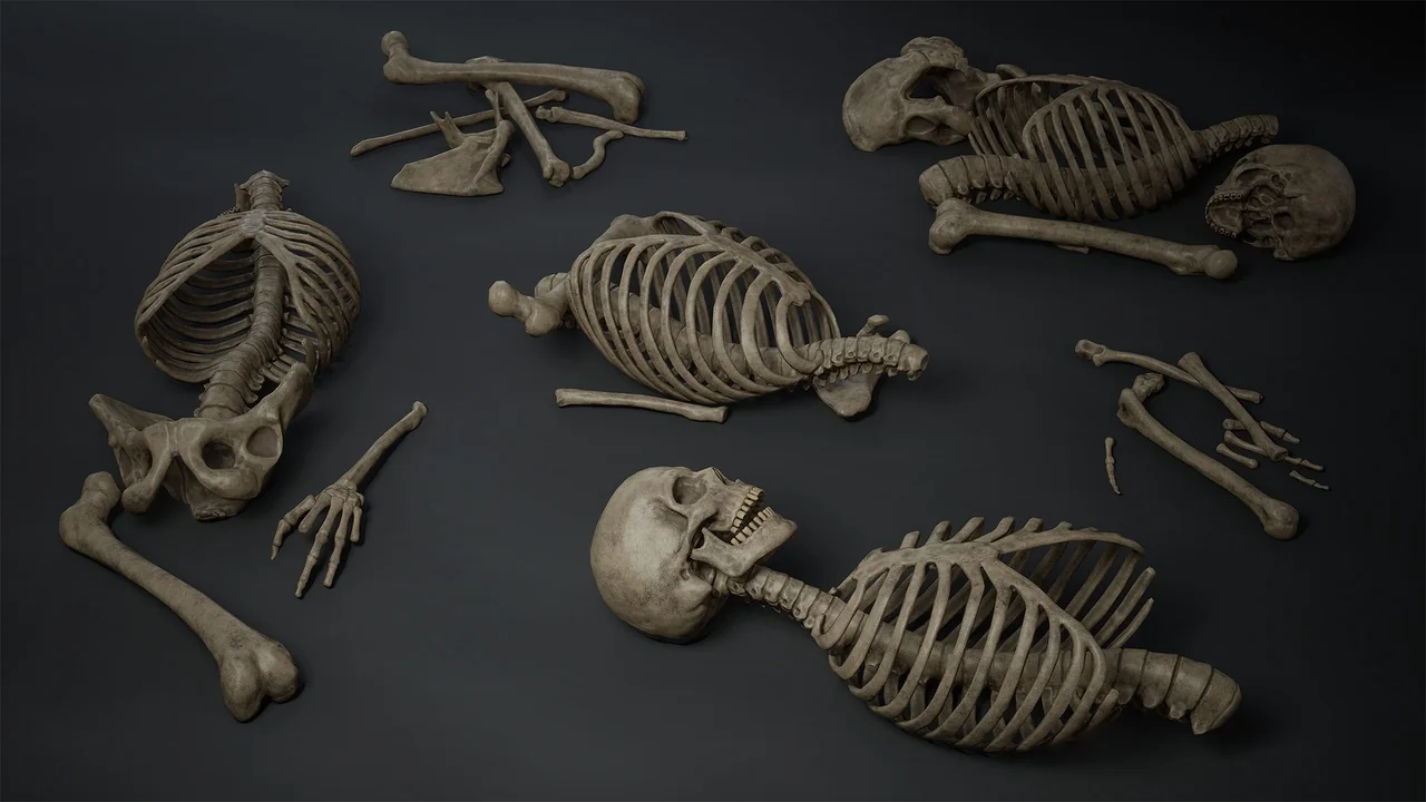 Skeleton Bones asset