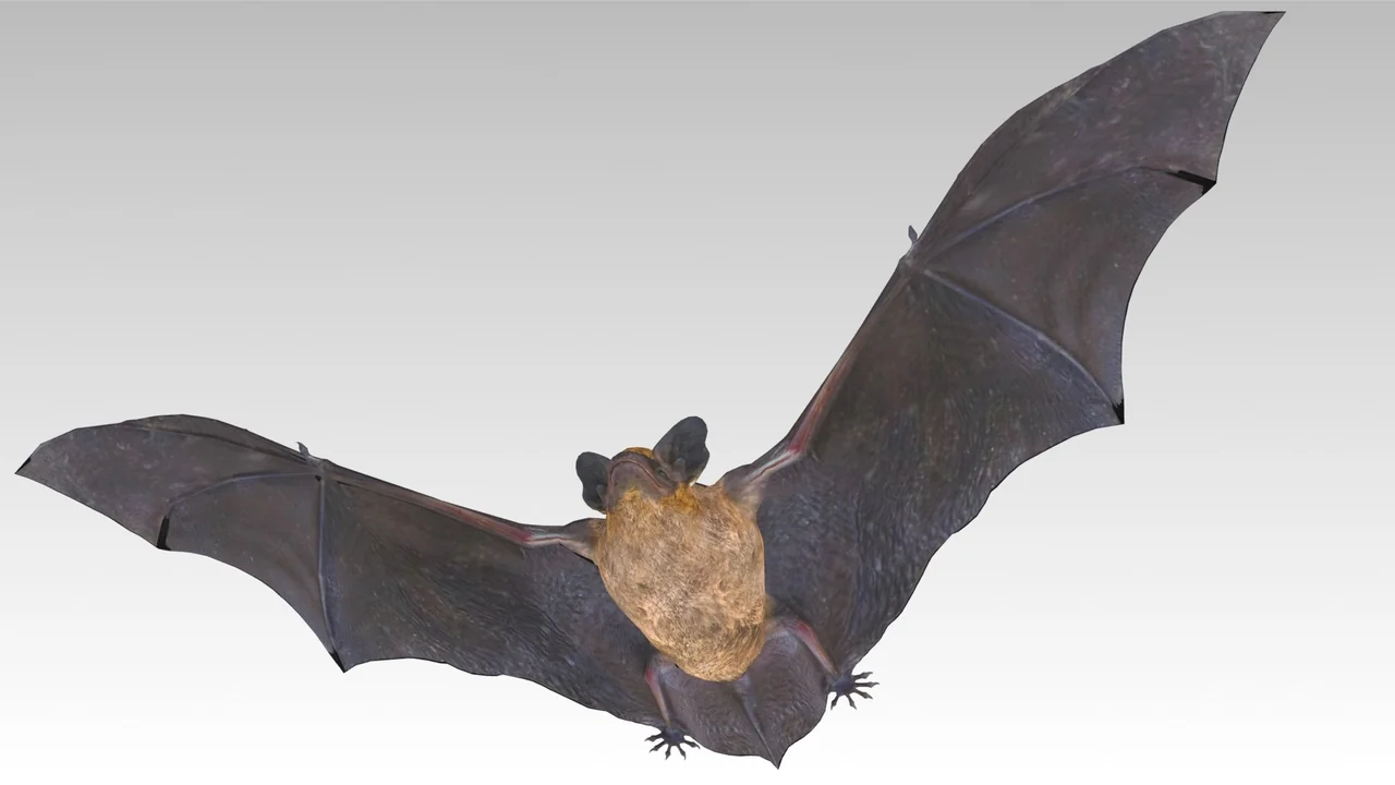 Common Pipistrelle Bat asset