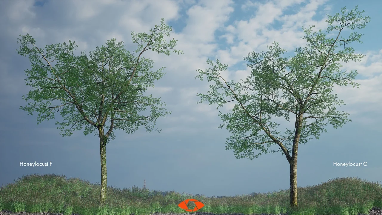 Scanlabz Trees _ Honeylocust Tree asset