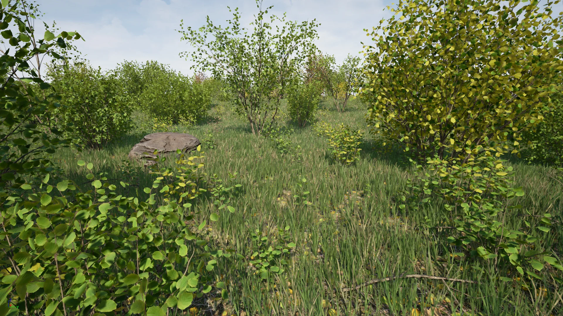 Hazel Bushes