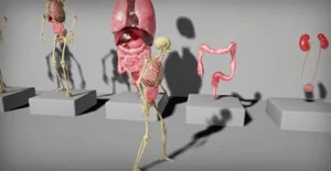 Human Internal Organs