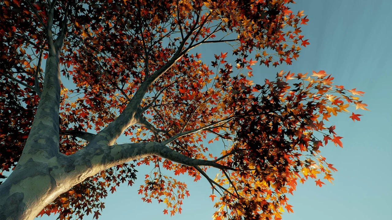 XBH TREE Vol. 1 asset