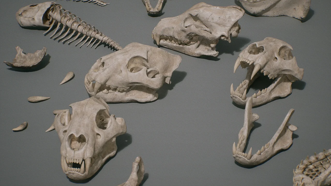 Bones VOL.1 – Animal Bones 1 (Nanite + Low Poly) asset