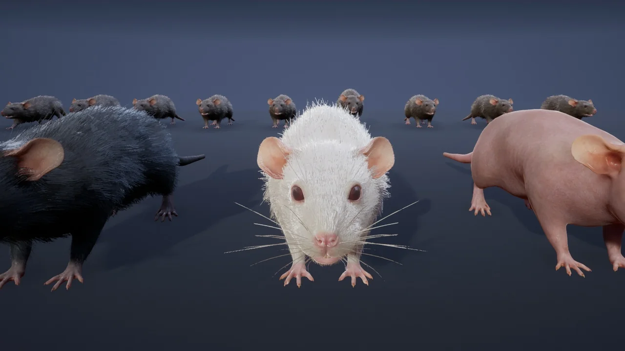 Mouse asset