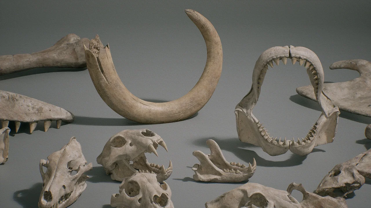 Bones VOL.1 – Animal Bones 1 (Nanite + Low Poly) asset