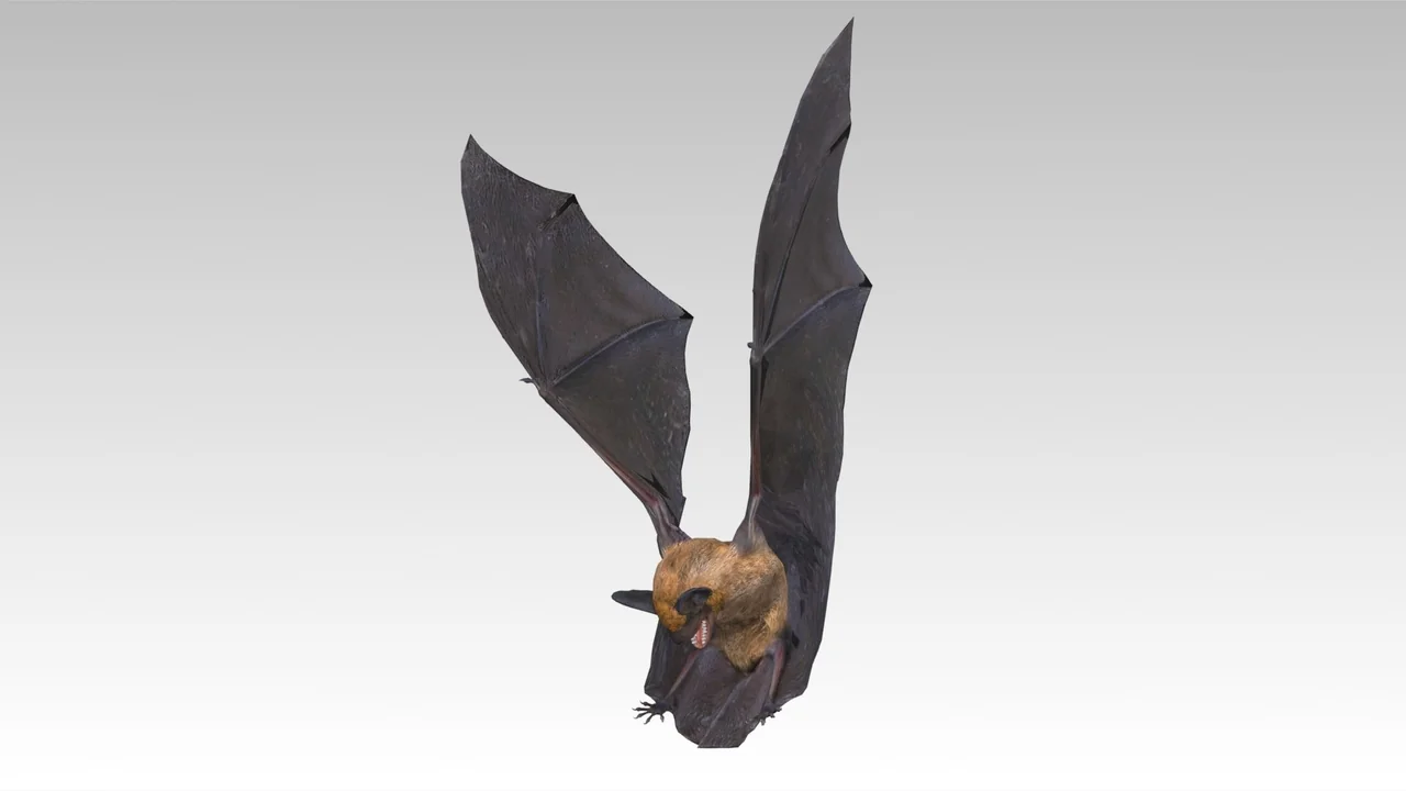 Common Pipistrelle Bat asset
