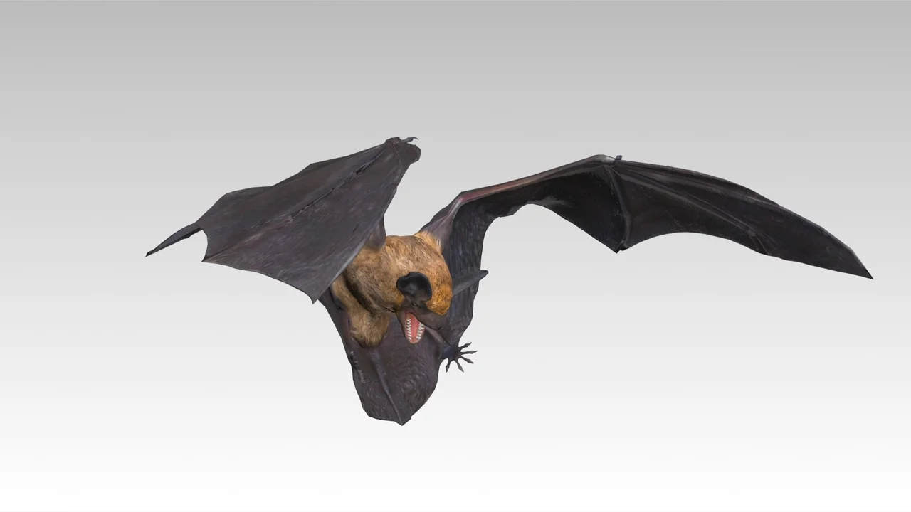 Common Pipistrelle Bat asset