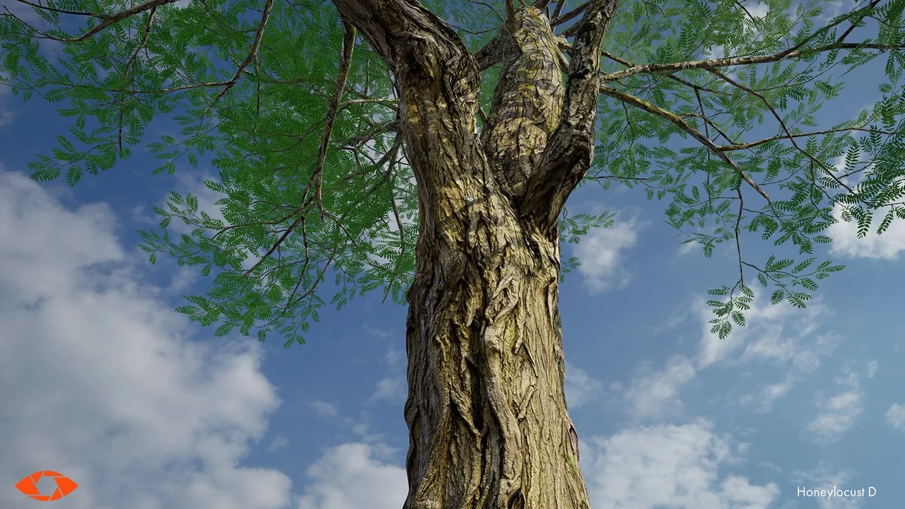 Scanlabz Trees _ Honeylocust Tree asset