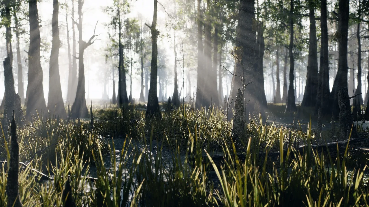 Bald Cypress Swamp asset