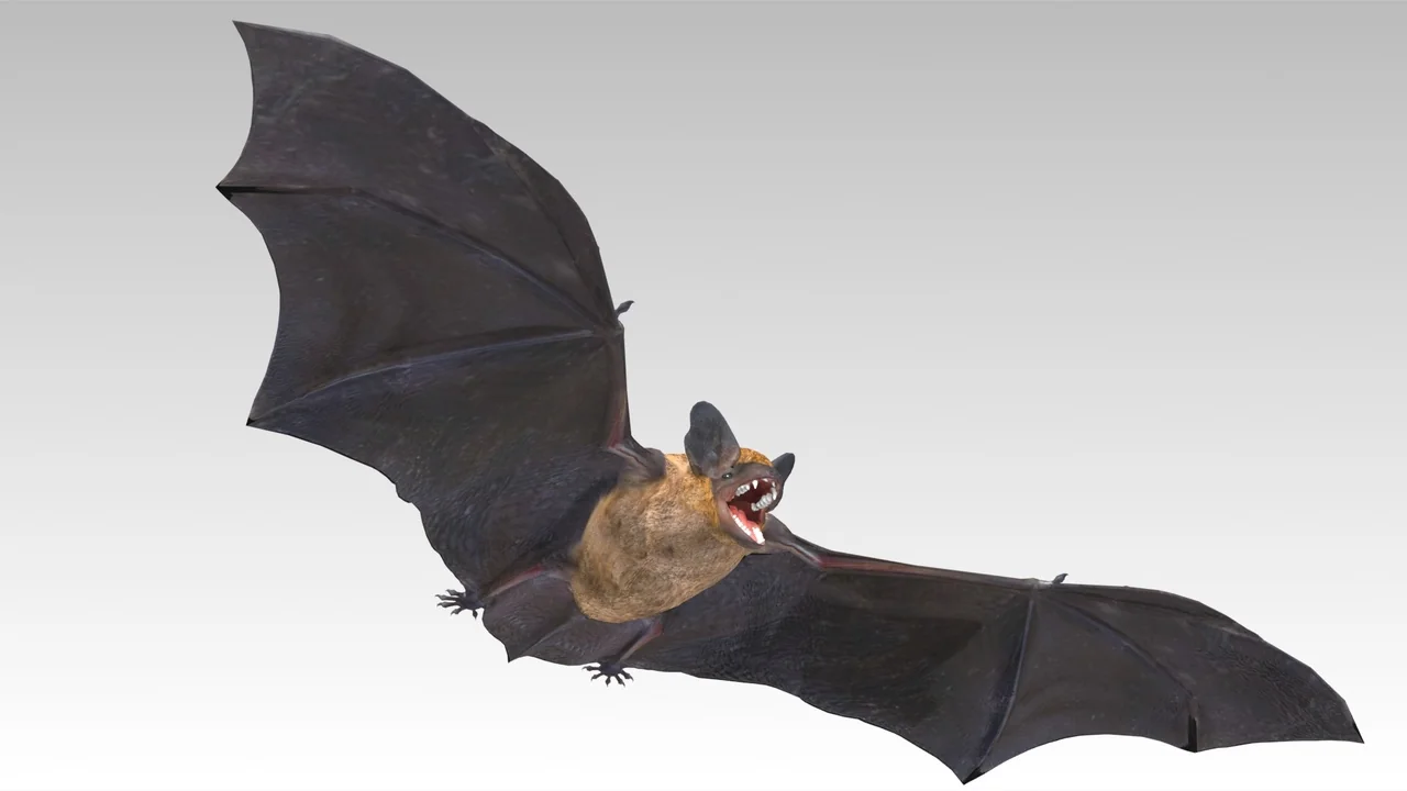 Common Pipistrelle Bat asset