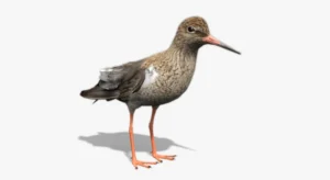 Redshank