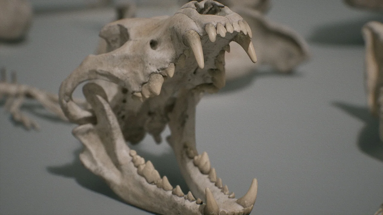 Bones VOL.1 – Animal Bones 1 (Nanite + Low Poly) asset