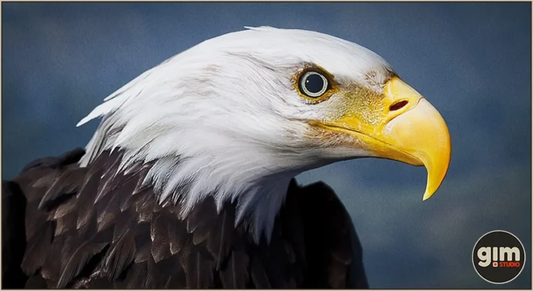 Animalia – Bald and Golden Eagle