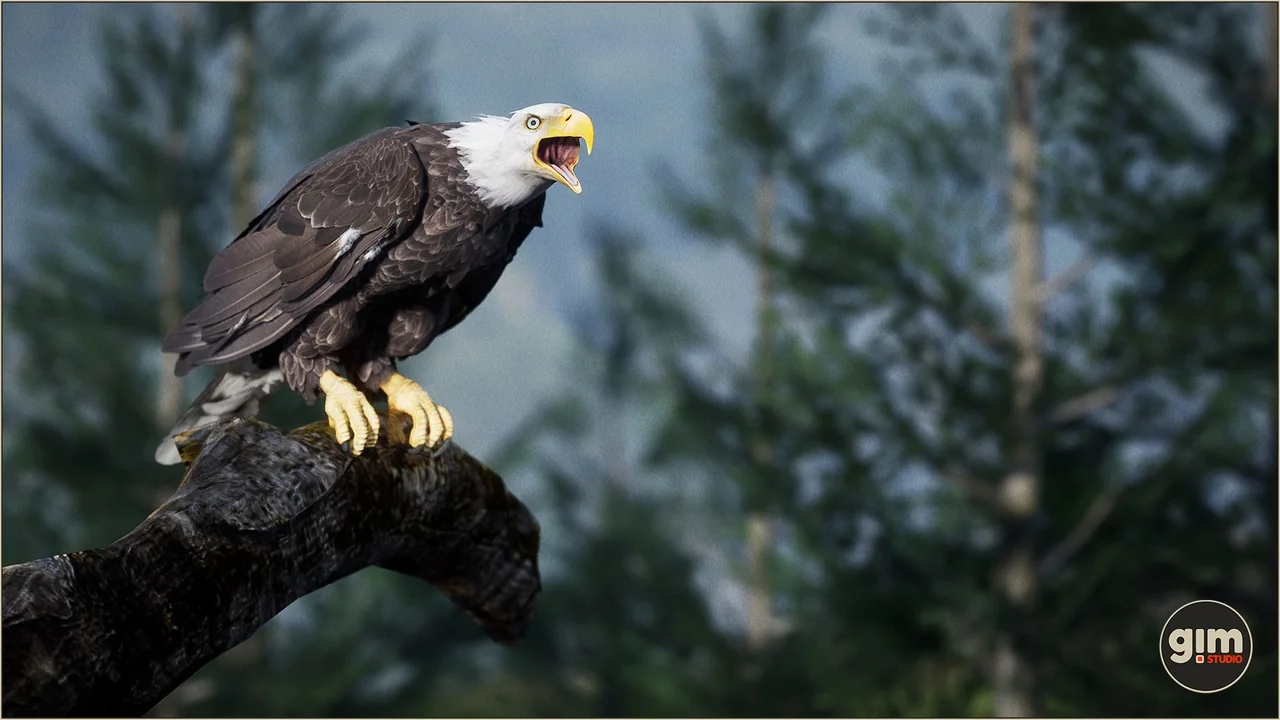Animalia – Bald and Golden Eagle asset