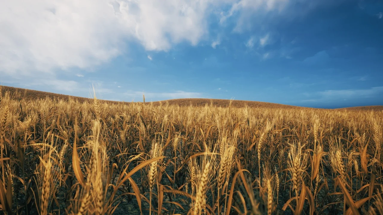 Nanite Foliage – Wheat Field asset