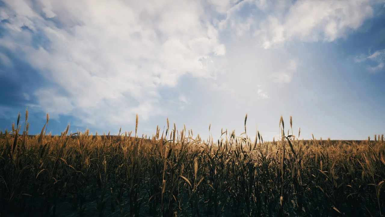 Nanite Foliage – Wheat Field asset