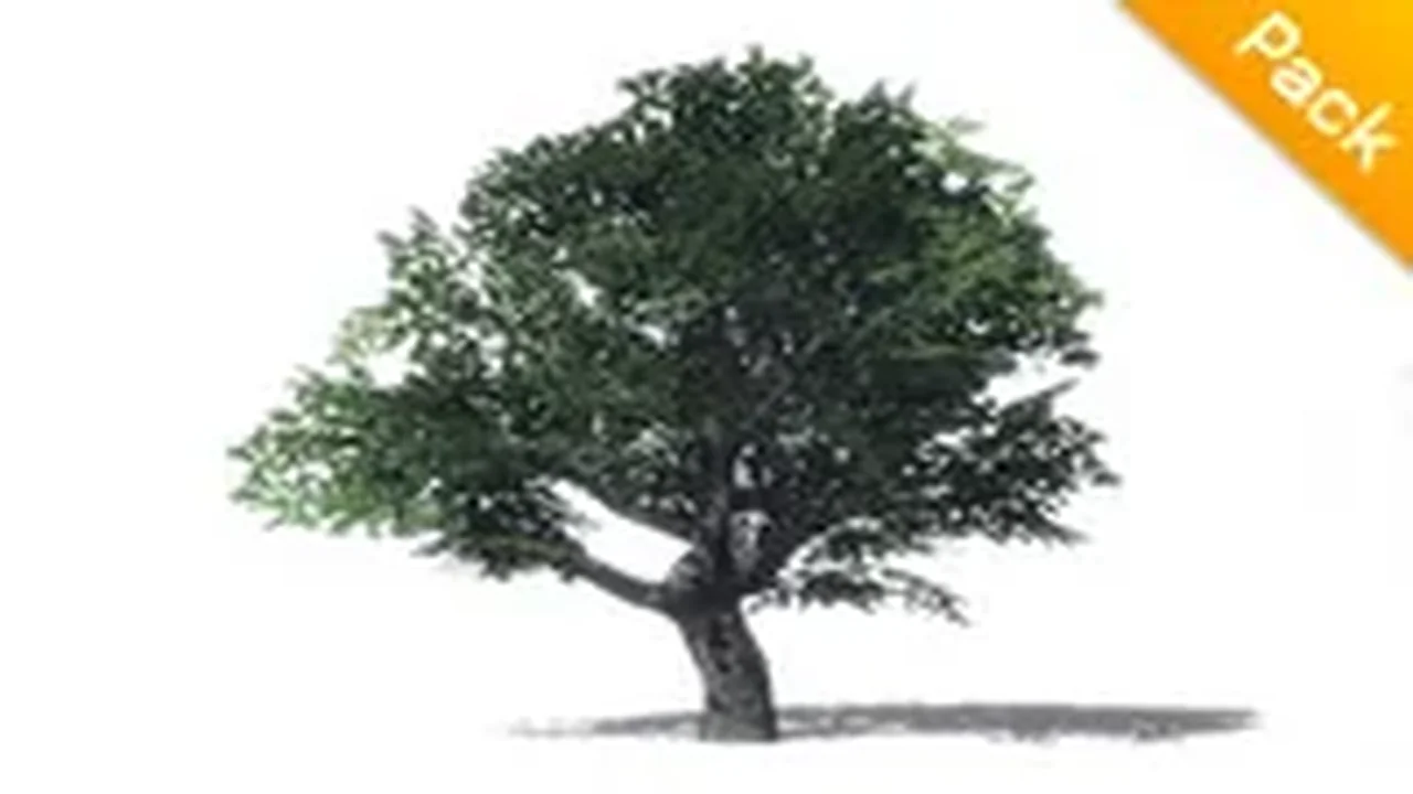 Maple Trees Package