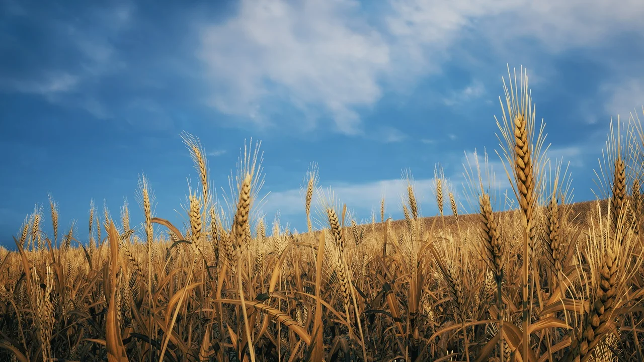 Nanite Foliage – Wheat Field asset