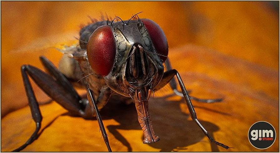 Animalia - Housefly