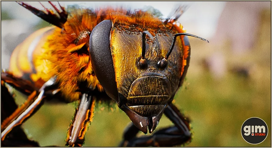 Animalia - Honeybee