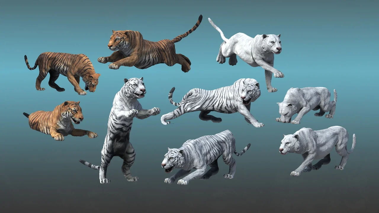 Asian Animal - Tiger
